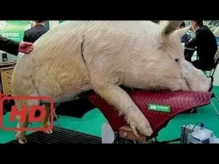 Осеменитель свиней