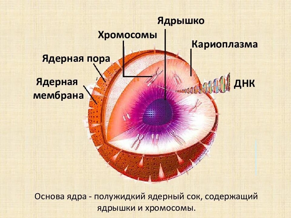 Внутреннее содержимое кариоплазма. Ядро ядерная мембрана кариоплазма ядрышки. ядро мембрана ядерный сок ядрышко. ядерный сок строение. ядро клетки кариоплазма схема.