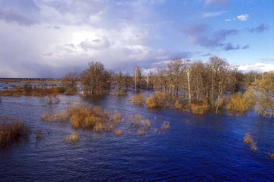 Река волга изменяется в разные времена года. Нерская разлив. Нерская река разлив. Пойма реки в половодье. Разлив реки Нерская 2022гаду.