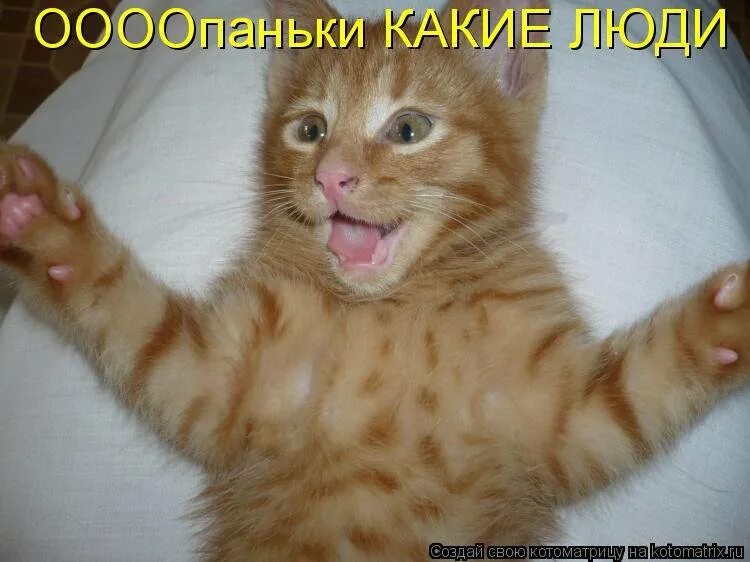 Котенок я ничего не понимаю. Да конечно мем. Ну возьмите меня с собой. Началось кв колхозе утро. Коты мемы.
