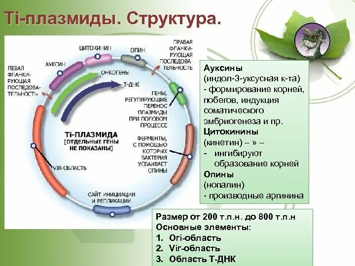 Структура плазмиды. Плазмида строение. Строение плазмиды. Ti плазмида. Элементы плазмид