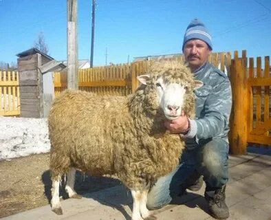Ставропольский край барашка