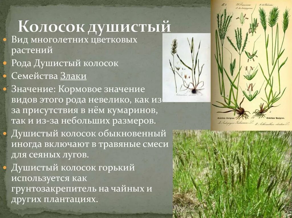 Доклад про душистый горошек. Табак душистый семейство пасленовые. Душистый значение. Цветок табак душистый многолетний. Душистые ландыши.