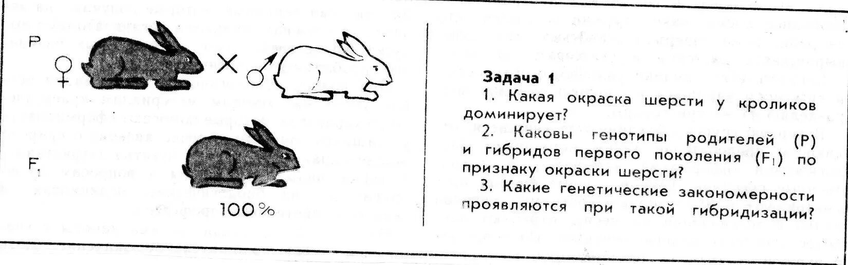 Задачи по генетике кролики. Скрещивание кроликов задачи. Генетика задачи про кроликов. Схема скрещивания кроликов.