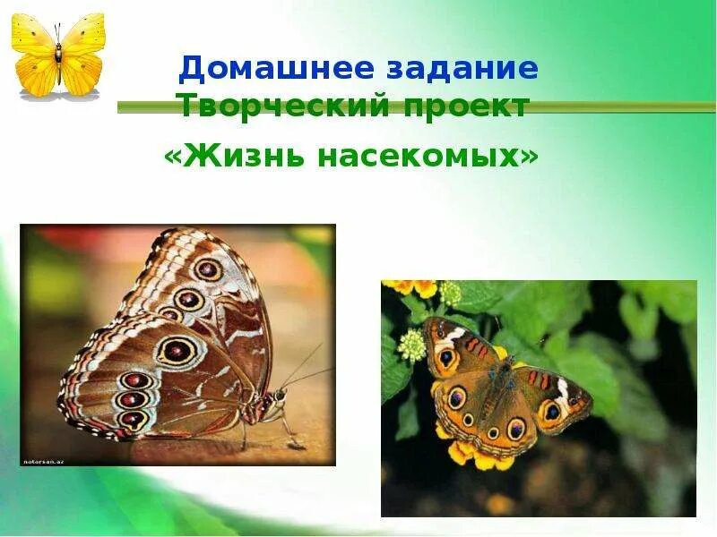 Насекомые таблица 3 класс Shtampik.com