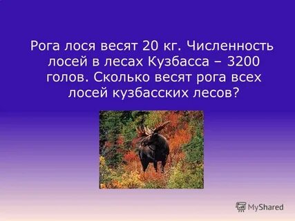 Вес лося взрослого в среднем