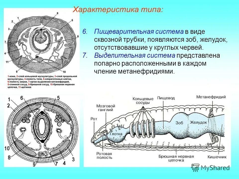 Тип выделительной системы кольчатых червей. Выделительная система кольчатых червей. Тип кольчатые черви выделительная система. Строение кольчатого червя выделительная система. Пищеварительная система органов кольчатых червей