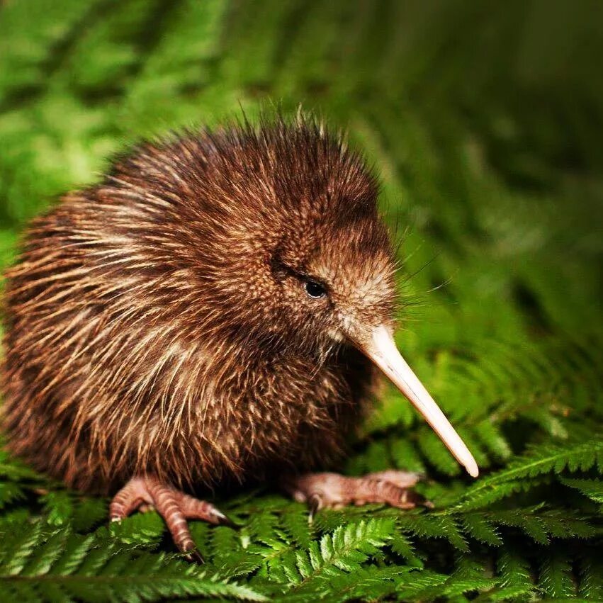 New zealand kiwi. Apteryx rowi. Ноздри киви. Птица киви в новой зеландии. Бескрылая птица киви.