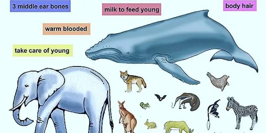Mammal animals. Млекопитающие животные. звери млекопитающие. млекопитающие картинки. mammals животные.