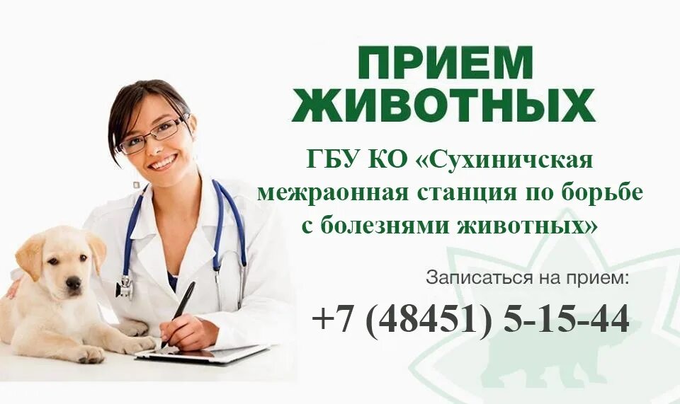 Прием животных. Реклама ветеринарной клиники. ветеринарные услуги визитка. на приеме у ветеринара. объявление в ветеринарной клинике.