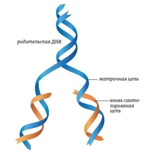 Образование дочерних днк. Полуконсервативная репликация ДНК. Механизм репликации ДНК схема. Репликация удвоение ДНК. Полуконсервативный механизм репликации.