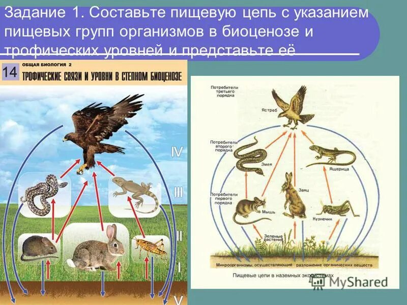 Цепи питания природной экосистемы