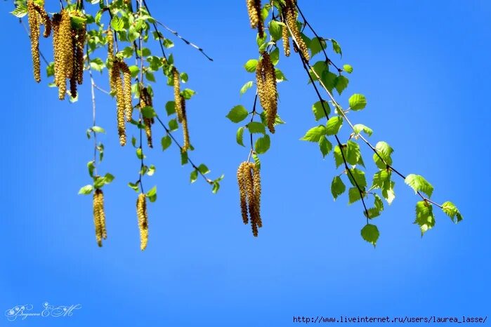 березовые сережки. береза пушистая цветение. береза бородавчатая сережки. берёза с серёжками. на березах появились золотые сережки.