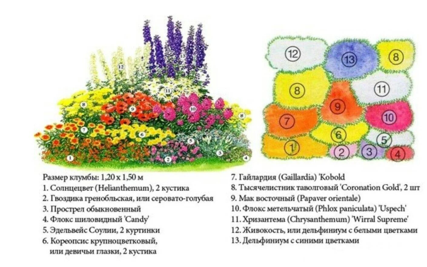 Клумбы миксбордеры непрерывного цветения. Схема цветника миксбордера. Клумба с однолетниками схема с названиями. Клумба из многолетников и однолетников непрерывного цветения схема. Клумба из многолетников для начинающих непрерывного цветения