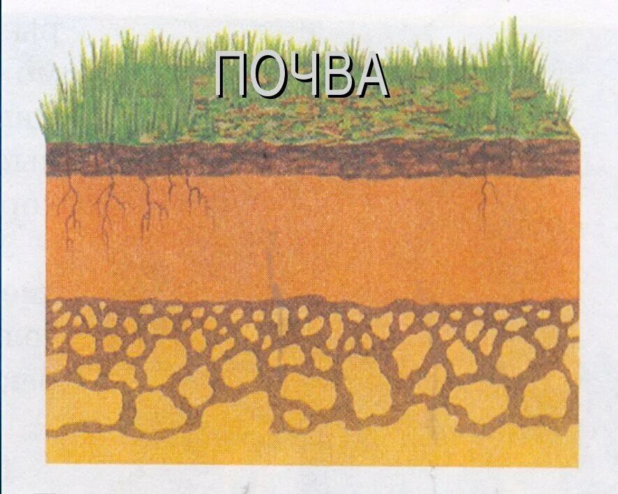 К материнской породе примыкает почвенный. Почвенный Горизонт тундрово глеевой почвы. Почвоведение рис 1 почвенный разрез. Слои почвы. Почва в разрезе.