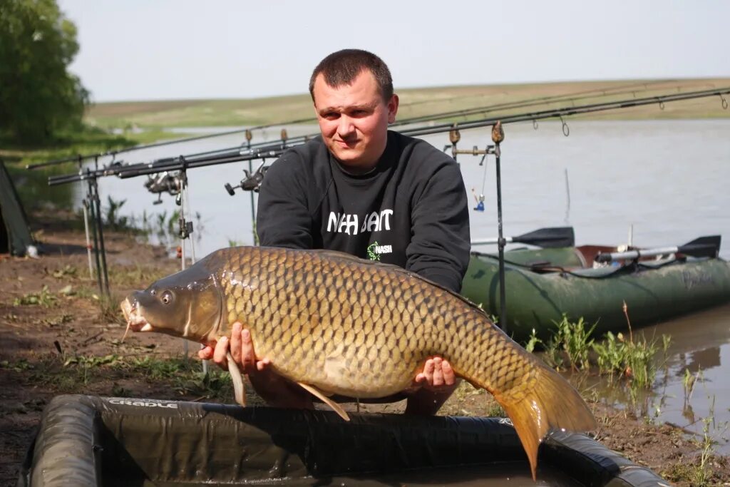 карп сколько кг. размер килограммового карпа. карп зеркальный размер. рост карпа по годам. карп размеры.