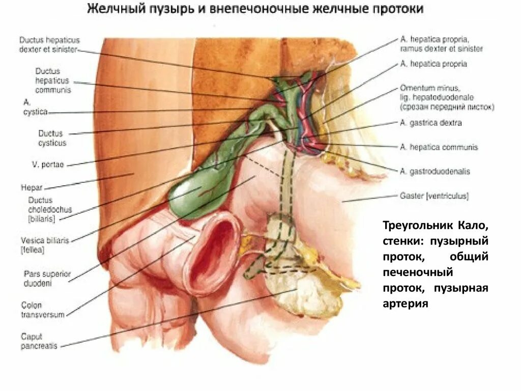 Желчный пузырь анатомия топография. Синтопия желчного пузыря. Желчный пузырь треугольник Кало. Синтопи желчного пузыр.