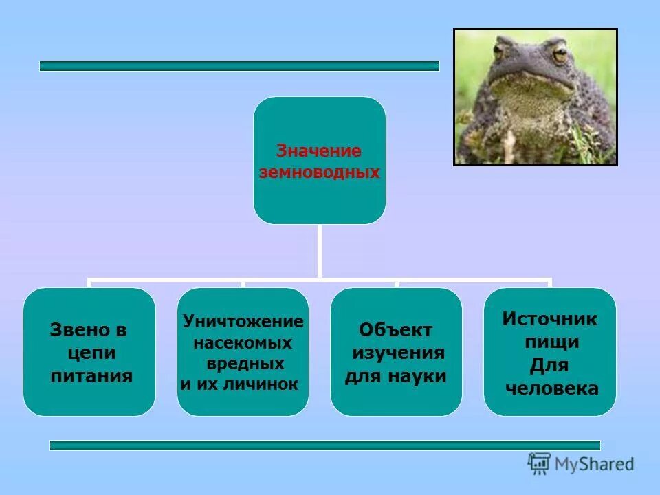 Значение земноводных. Земноводные цепь питания. цепи питания земновощдушных. цепочка питания земноводных. пищевая цепочка земноводные.