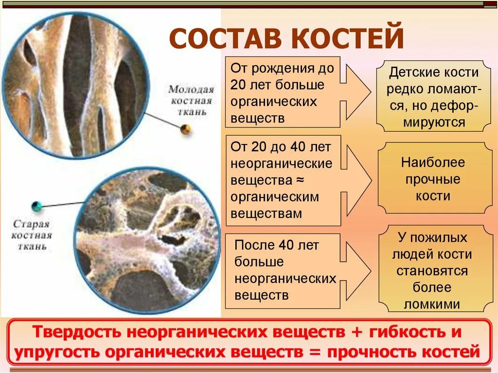 Какие вещества составляют кости. Состав кости биология 8 класс. Химический состав костей схема. Химический состав костей таблица 8 класс. Минеральные вещества в составе кости.