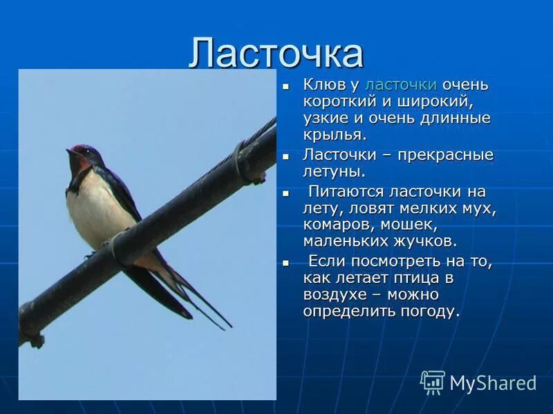 Изящную птицу ласточку называют символом весны. Ласточка. Коротко о Ласточке. Ласточка кратко. Краткая информация о Ласточке.