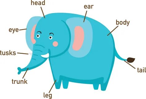 Parts of animals body