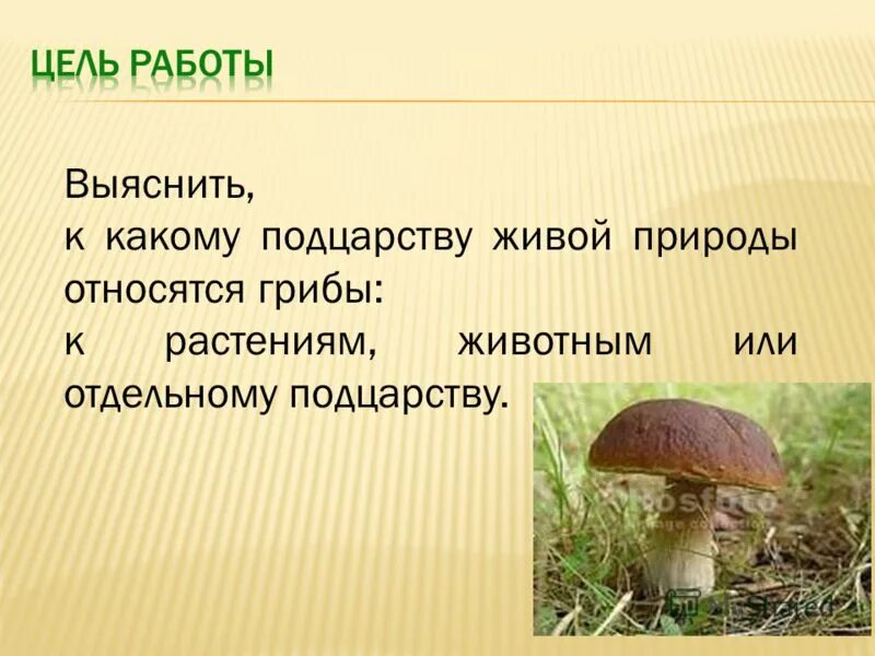 Активный образ жизни относится к грибам. Грибы относятся к живой природе. К какому классу относятся грибы. Грибы относятся к растениям. Царство грибы Подцарство.