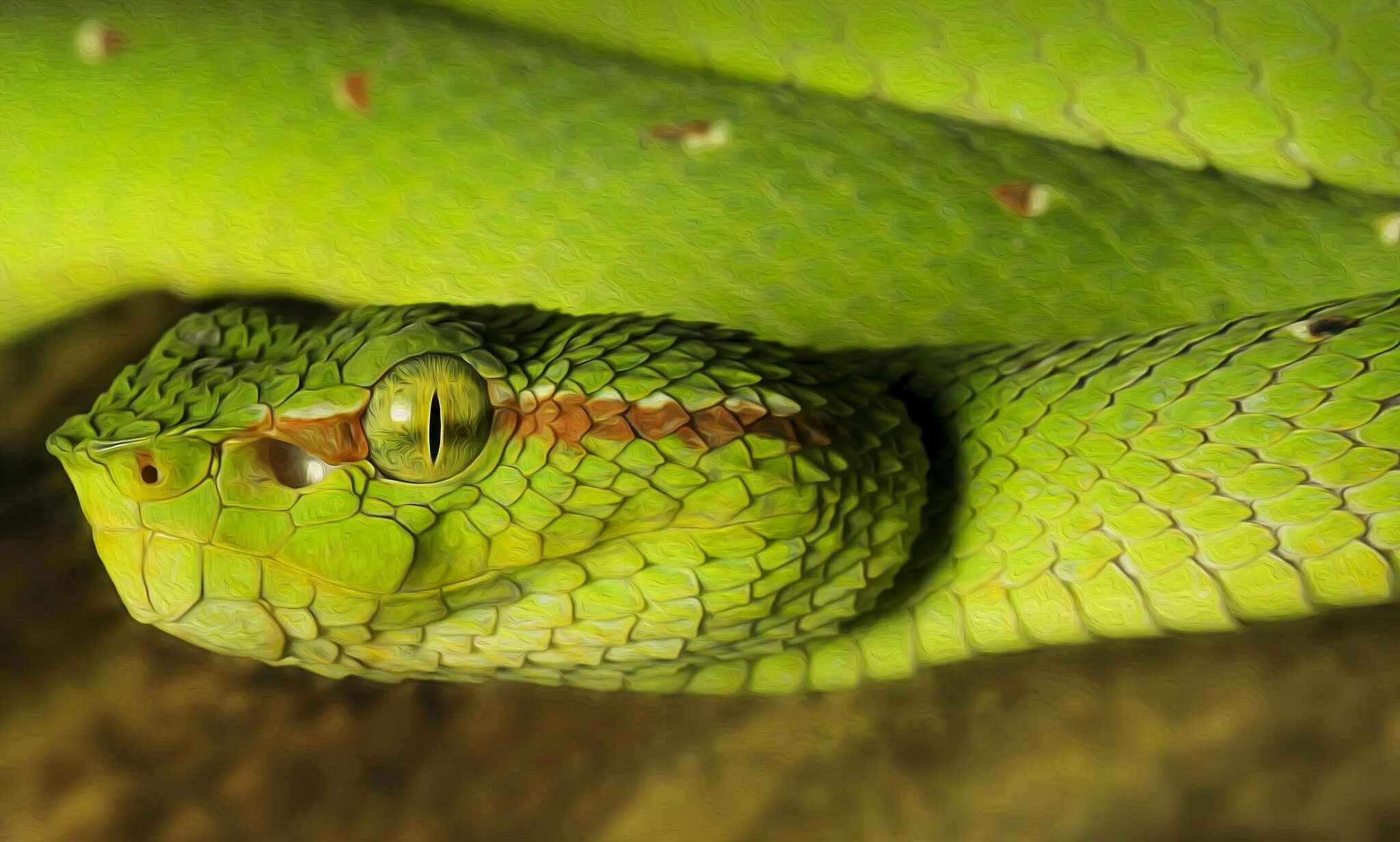 Показать про змей. Зеленая бойга змея. Черноголовая бойга. Двухполосая желёзистая змея. Двухполосая железистая змея зеленая.