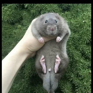 Дамба грызуны