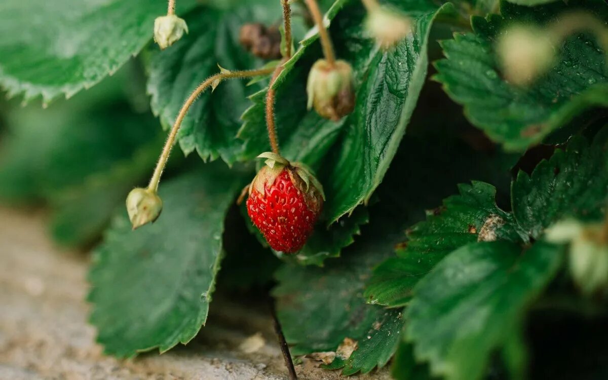 земляника лесная fragária vésca. поземка земляника. ). поземка земляника. земляника лесная уральская.