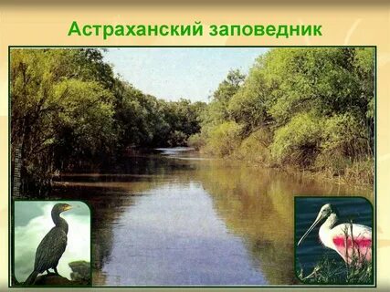 Астраханский заповедник природная зона