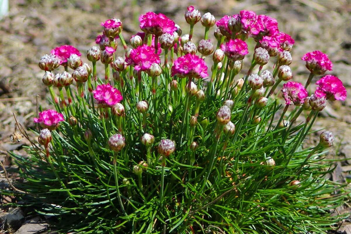 Армерия выращивание. Армерия приморская. армерия приморская (armeria maritima `splendens`). армерия дернистая. armeria maritima (армерия приморская) &#039;alba&#039;.