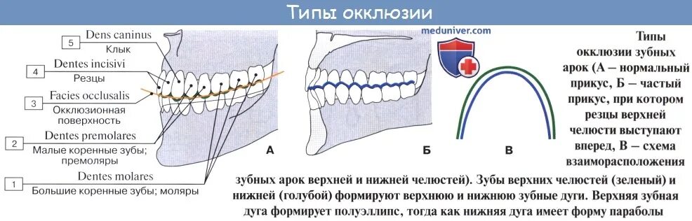 Строение верхней челюсти зубы. Схема строения зубов нижней челюсти. Малый коренной зуб 1 нижняя челюсть. Цистоэктомия