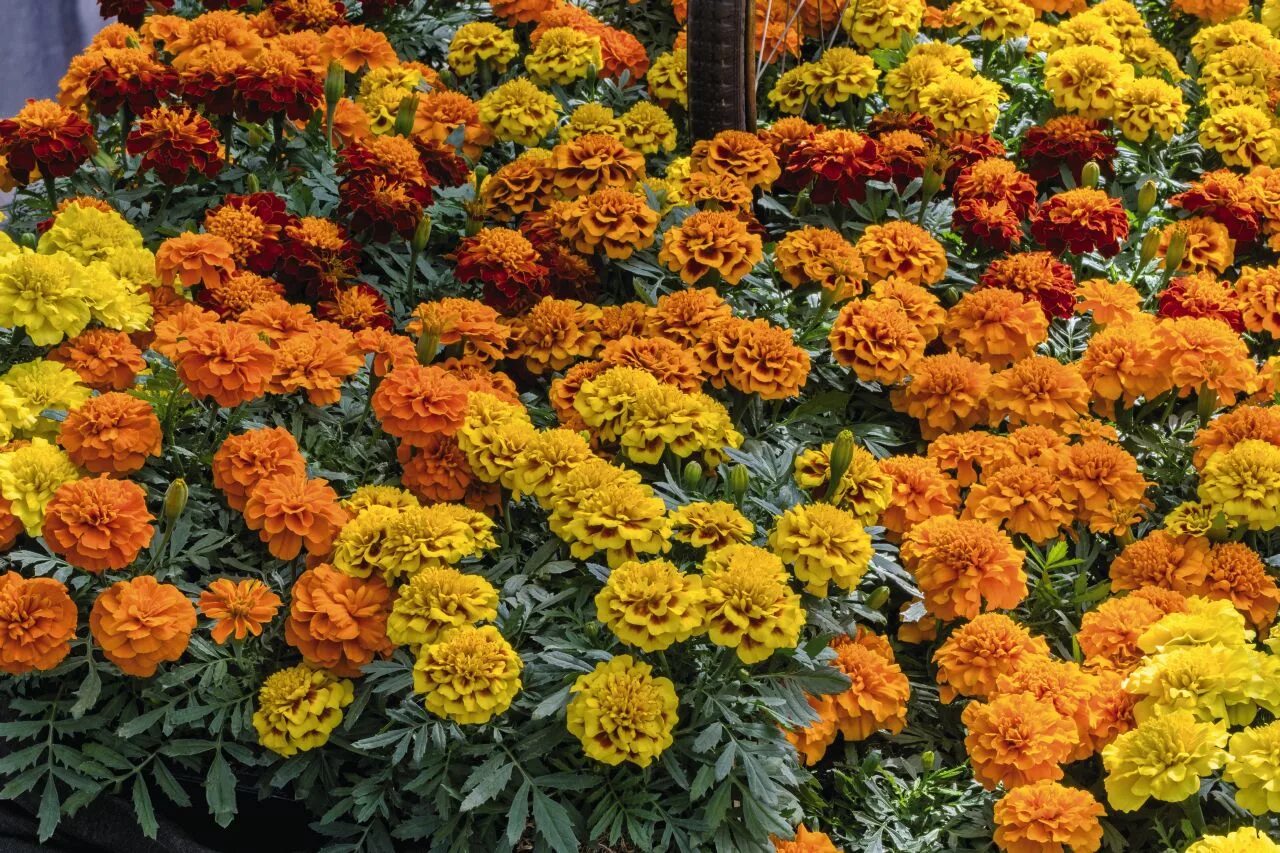 бархатцы тагетес отклонённый. Marigolds / ringelblumen. бархатцы марвел оранжевые. сколько плодоносят бархатцы. бархатцы патула.