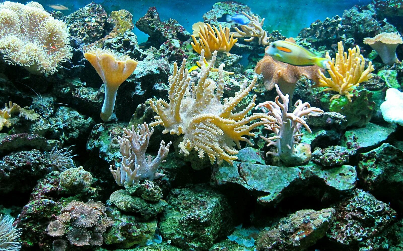 Underwater coral. Подводный риф риф. Морской риф Сочи. Морское дно. Подводный мир кораллы.