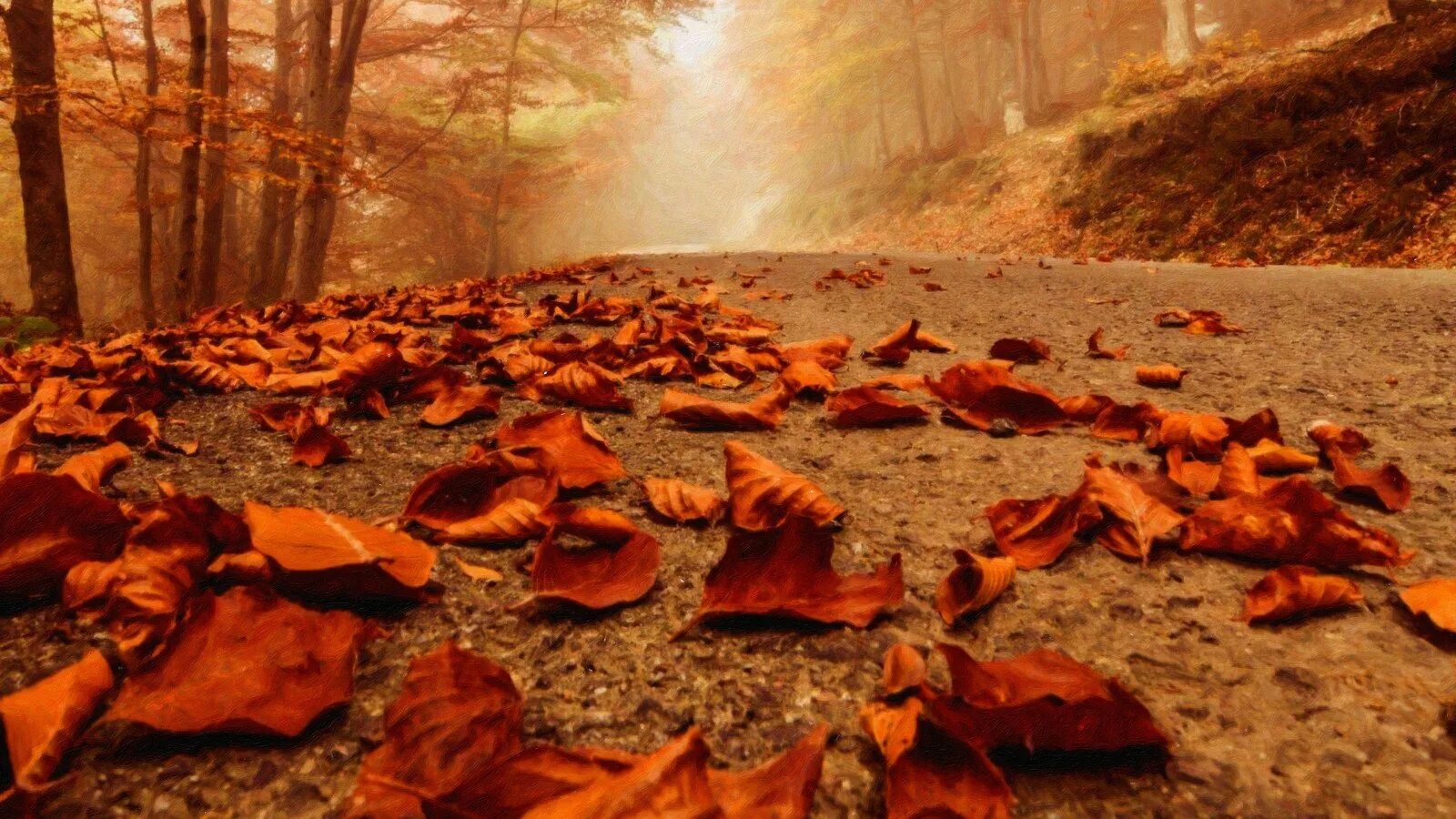 Осенняя теплая осень. Опавшая листва. Опавшие листья в лесу. Осень опавшие листья. Осенние листья на земле.