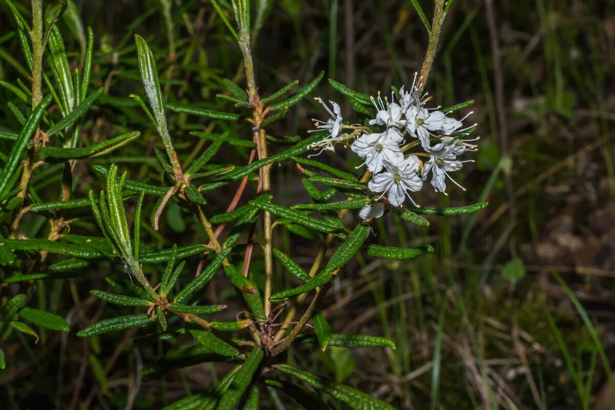 Багульник болотный. Растение багульник болотный. Растение багульник болотный. Багульник болотный. Цветы багульника болотного.