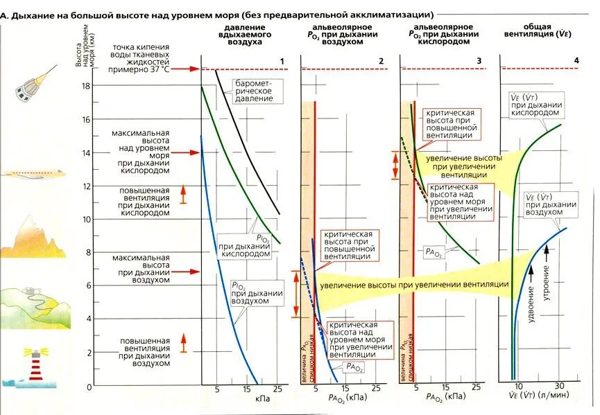 С увеличением высоты над землей давление воздуха. Дыхание на высоте. Дыхание в условиях высокогорья. Содержание кислорода в зависимости от высоты. Содержание кислорода в зависимости от высоты над уровнем моря.