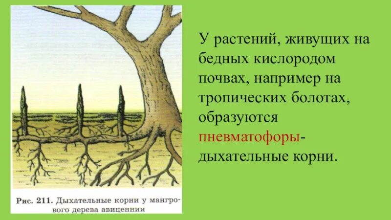 Что такое пневматофоры. Дыхательные корни болотного кипариса. Болотный Кипарис корни. Дыхательные корни пневматофоры. Дыхательные корни мангры.