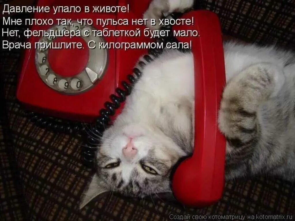 Кот в плохом настроении. Кот с сосисками. Котик с телефоном. Коту скучно. Часов я позвоню не будет