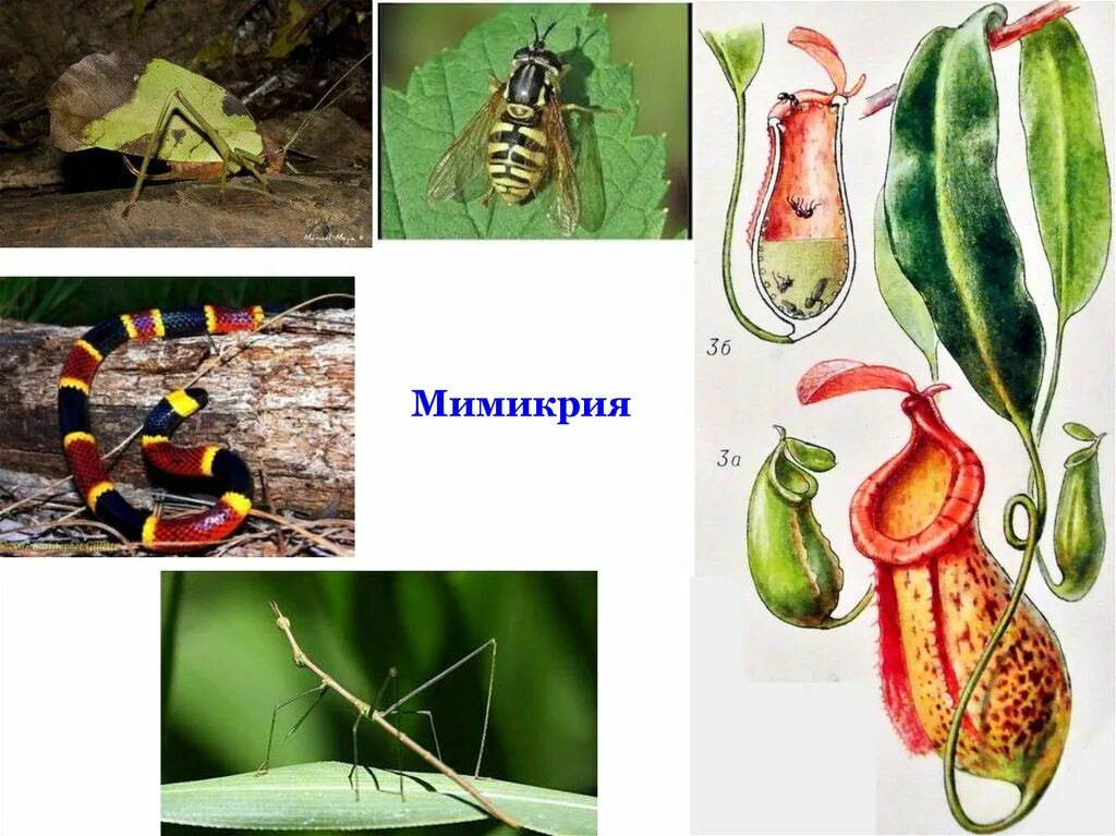 След мимикрия с отягчающими. Мимикрия. мимикрия адаптация. мимикрия хищник и жертва. мимикрия эволюция.