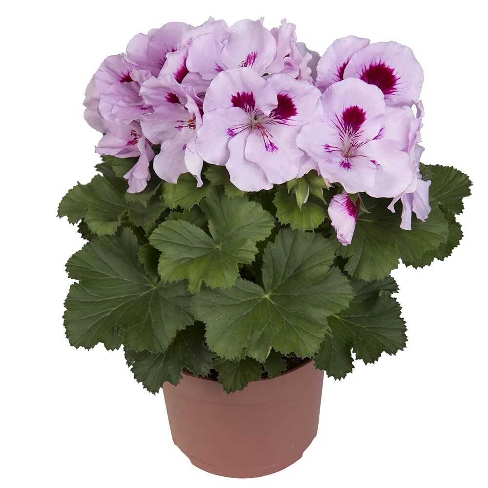 пеларгония королевская элеганс адель. пеларгония королевская elegance patricia. пеларгония elegance royalty white. пеларгония королевская грандифлора. пеларгония королевская elegance judith.