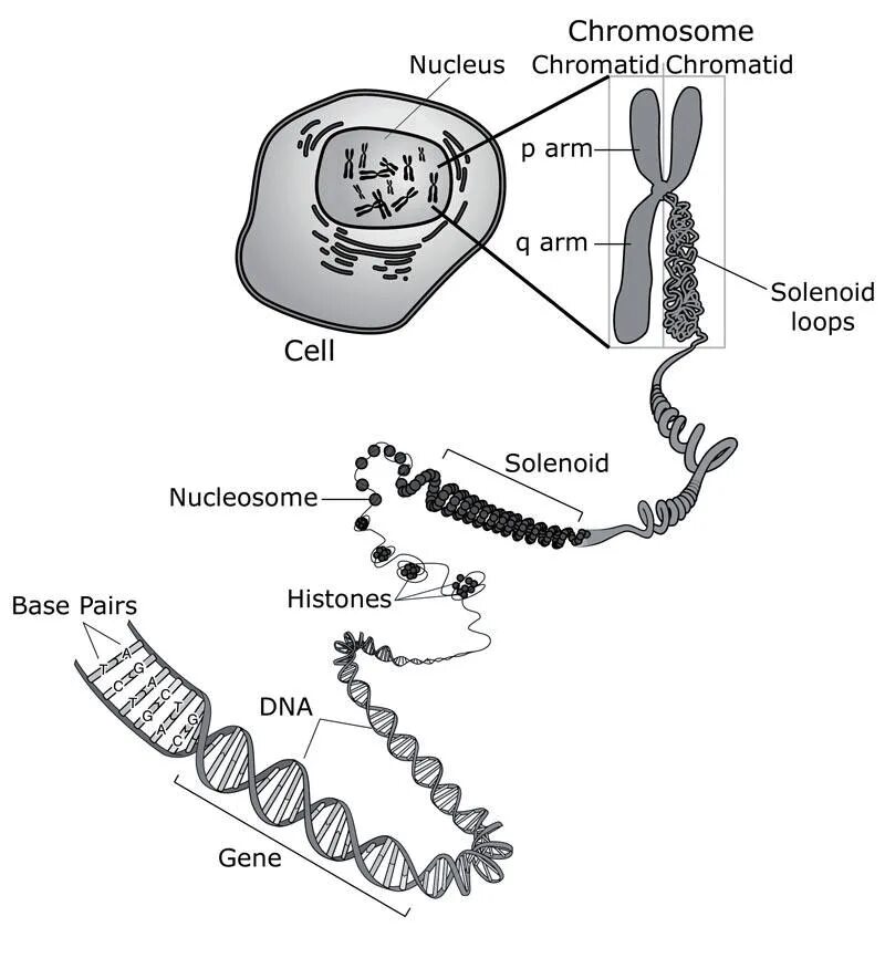 Хромосома в растительной клетке. Хромосома. Строение клетки хромосомы. ДНК И хромосомы.