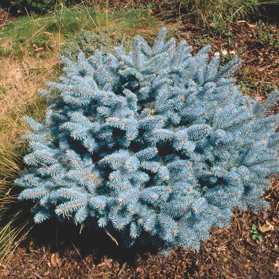 Ель колючая глобоза. Ель Глаука Глобоза. Ель колючая Picea pungens glauca. Сосна Глаука Глобоза.