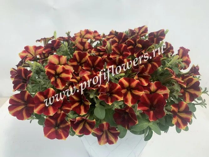 петуния май джой еллоу ред. петуния май джой бронз. петуния сорт еллоу бронз ред. петуния еллоу бронз ред. петуния мультифлора май джой.