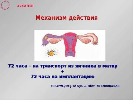 Сбился цикл после эскапела