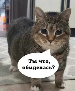 Извинения приняты