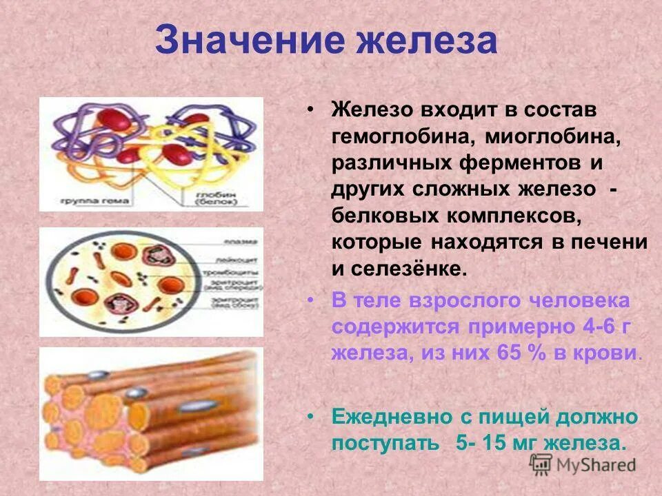 Какое значение имеет железо. Значение железа. железо значение. железо значение для организма. значимость железа для организма.
