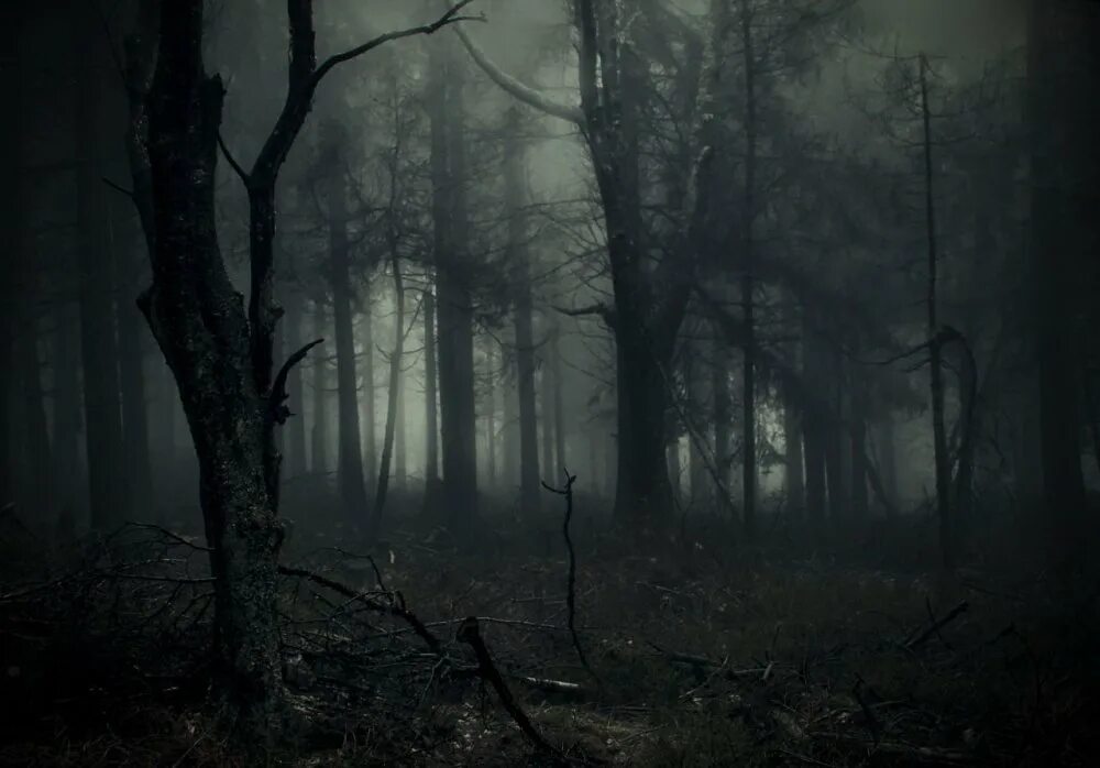 Продолжить мрачный. Темный лес / the woods. мрачный пейзаж. мрачный лес. готический лес.