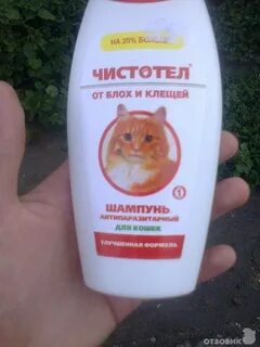 Каким шампунем мыть котенка