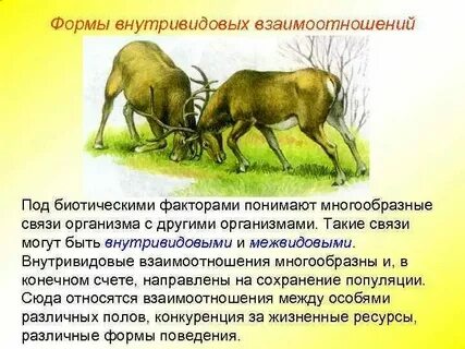 Внутривидовые отношения изучают на уровне